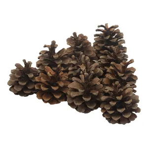 Набор из 10 шишек «Мартен» больших