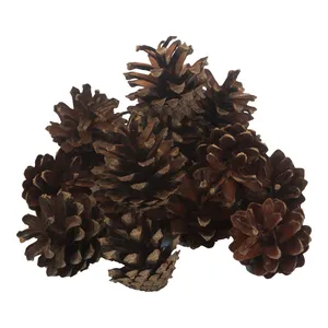 Набор из 20 шишек малых «Мартен»