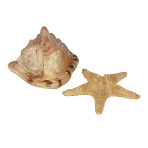 Набор из звезды и ракушки «Надин»