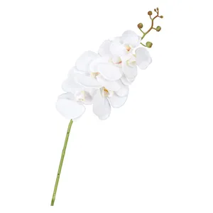 Орхидея фаленопсис